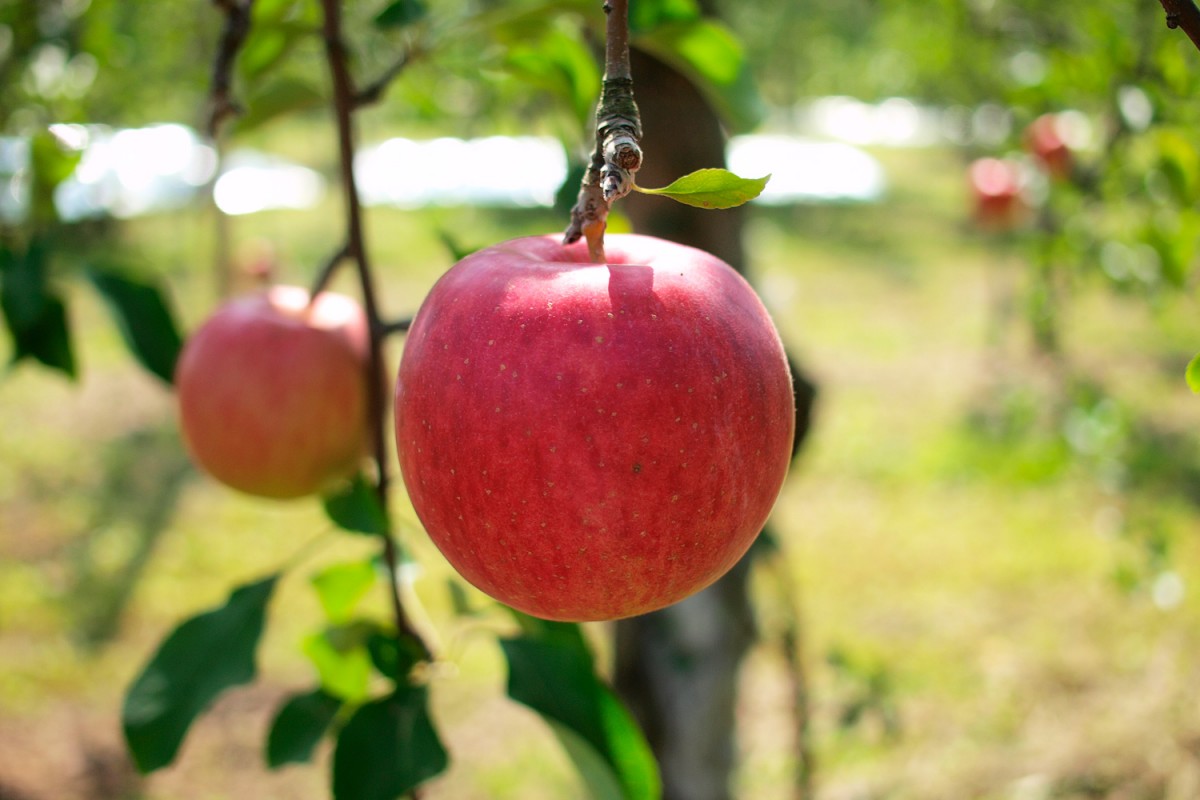 青森県鶴田町では、つがる、千秋、紅玉、世界一、ジョナゴールド、北斗、サン陸奥、陸奥、サンふじ、ふじ、金星などおいしさにこだわった津軽の代表りんごが収穫されています
