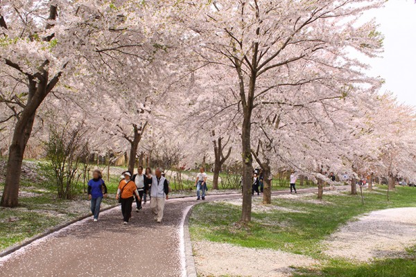 鶴田町の桜