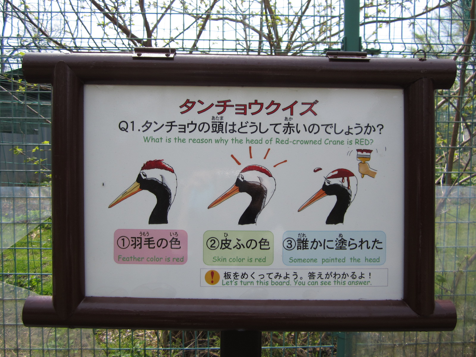 丹頂鶴自然公園にタンチョウクイズ登場 メデタイ ツルタ