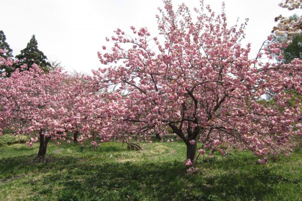 鶴田町の桜