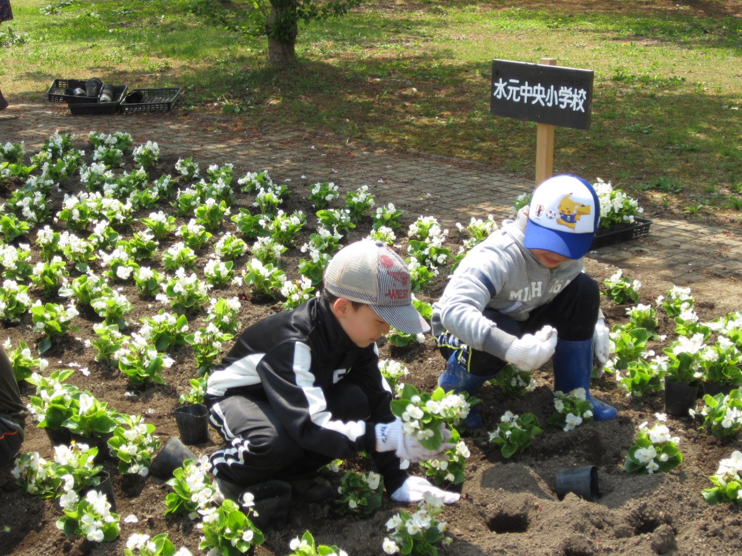 富士見湖パークで花の植栽が行われました