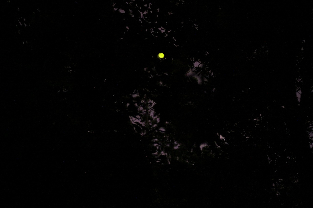 丹頂鶴自然公園内のホタル池付近で蛍が見頃