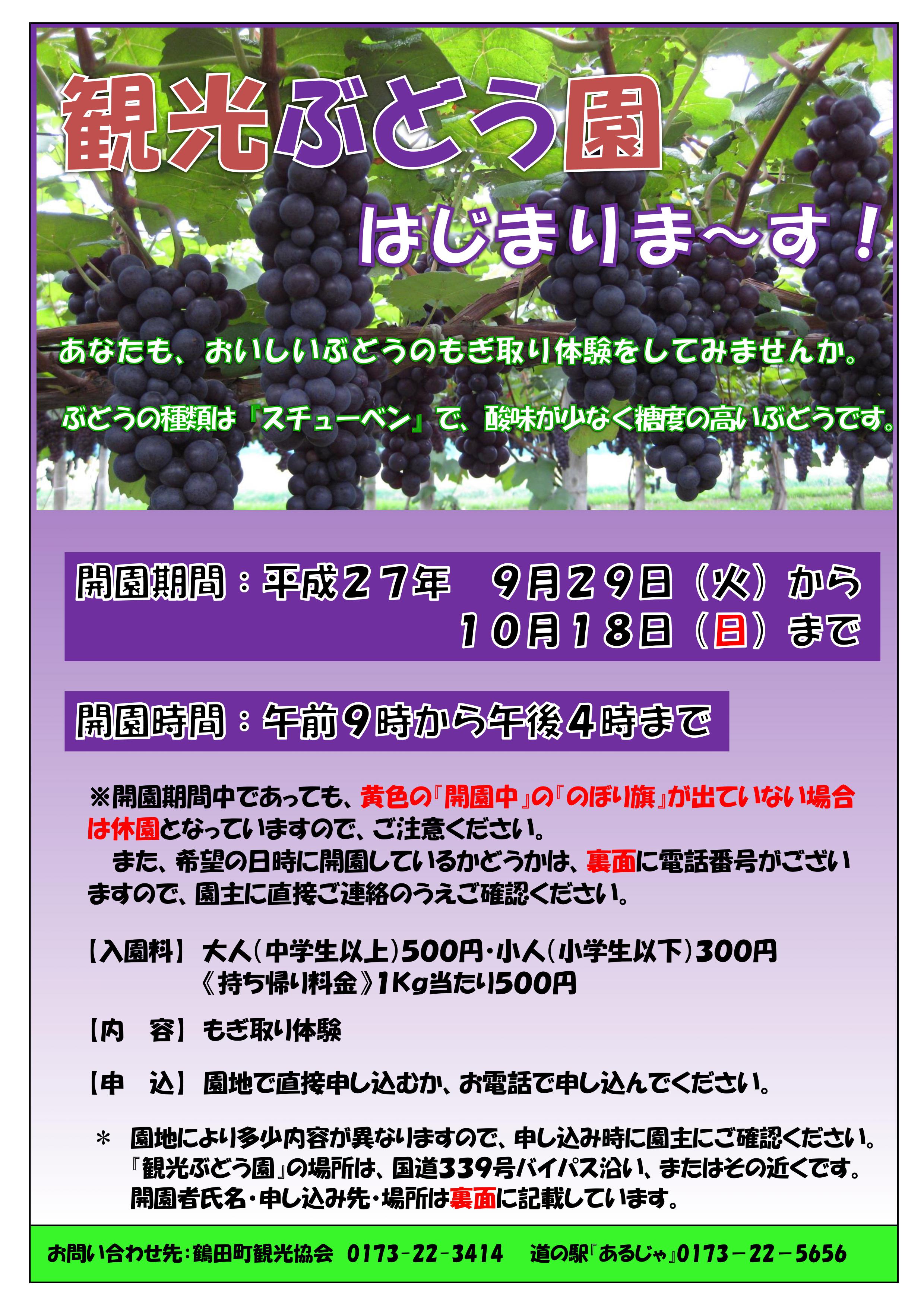生産量日本一のスチューベンぶどうの観光農園はじまります