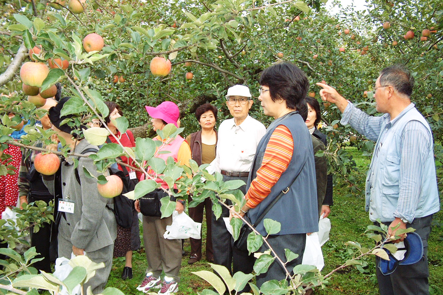 鶴田町でりんごの収穫を体験