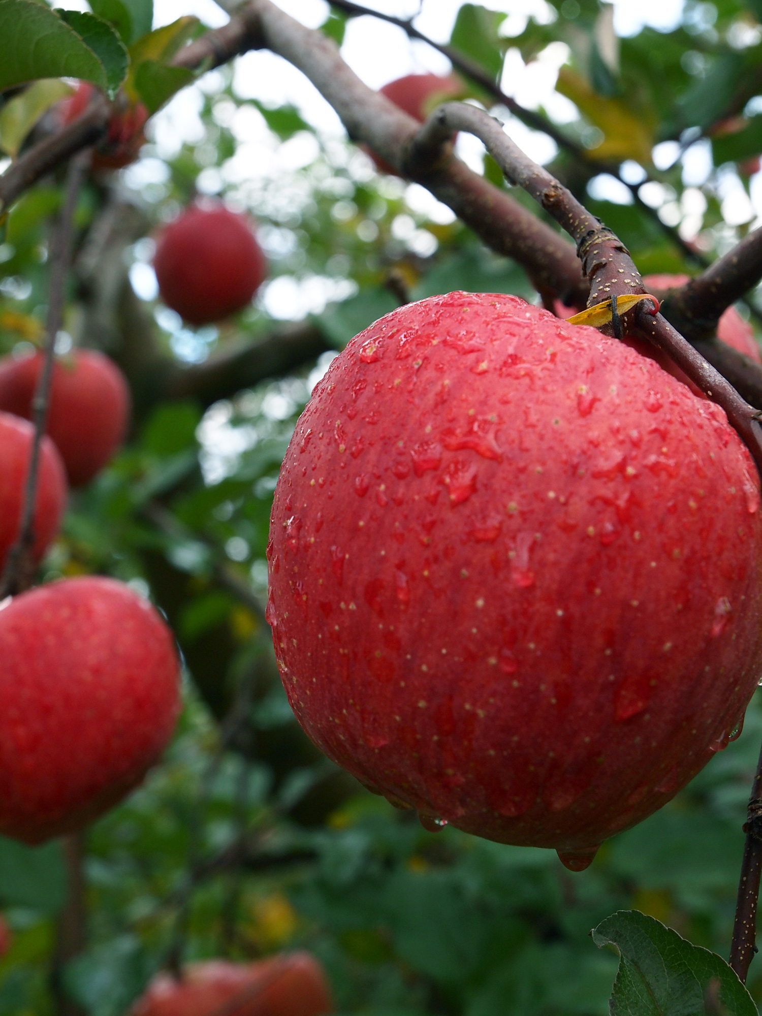 リンゴは青森県鶴田町を代表する農産物の1つ。