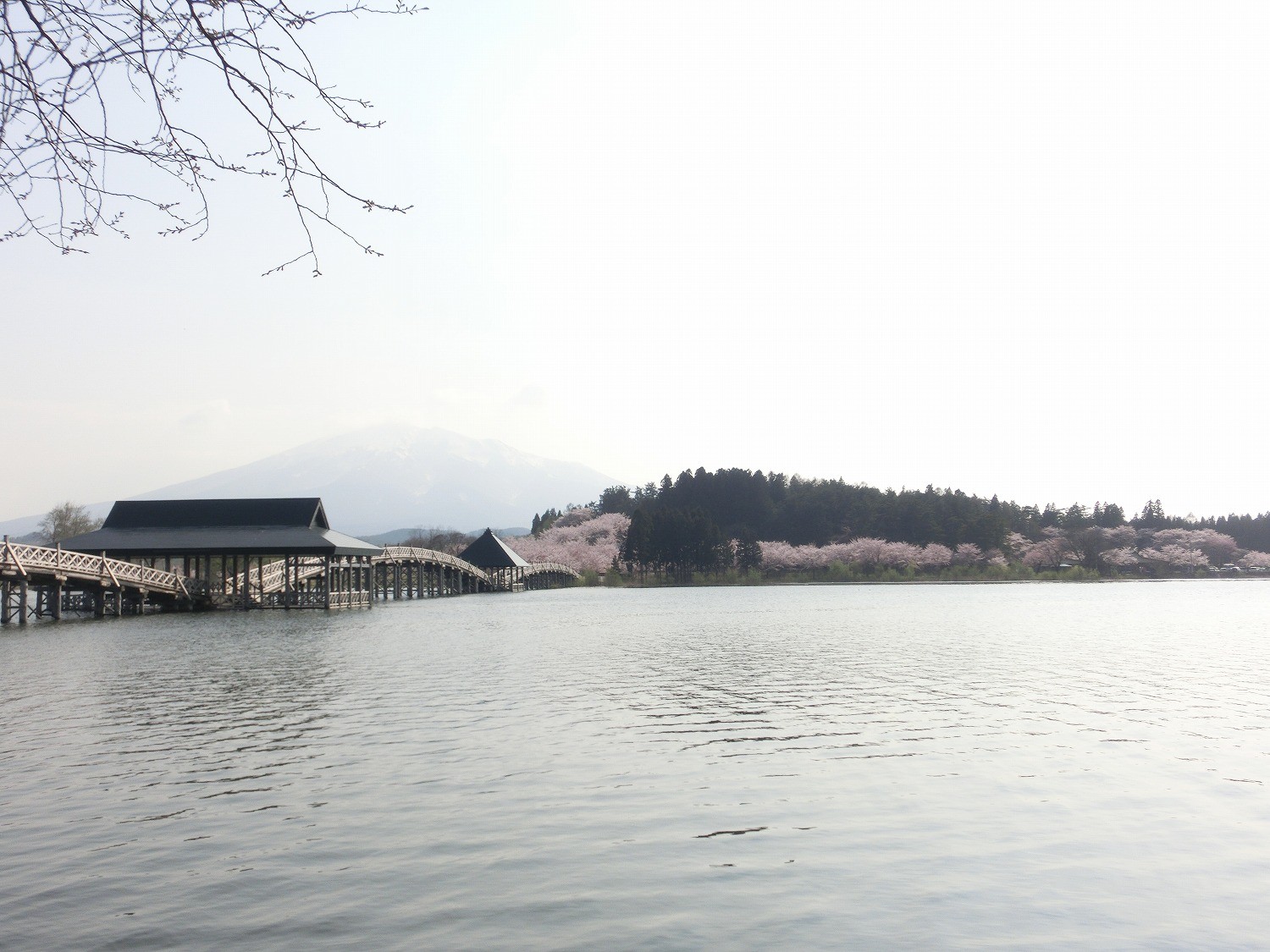 青森県鶴田町津軽富士見湖周辺の桜