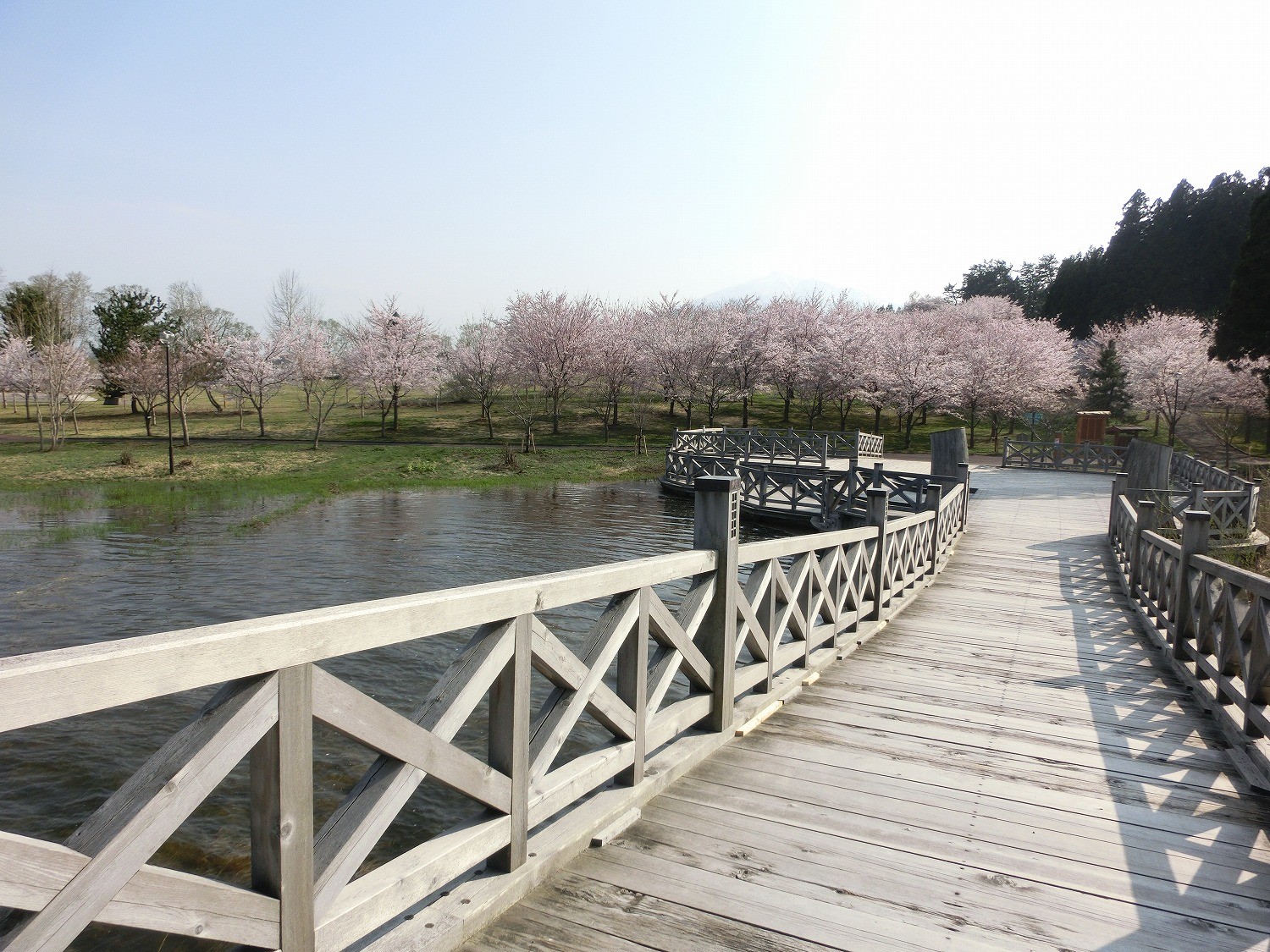 青森県鶴田町津軽富士見湖周辺の桜　鶴の舞橋