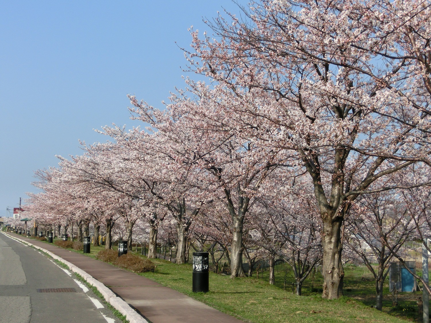 桜つづみ公園