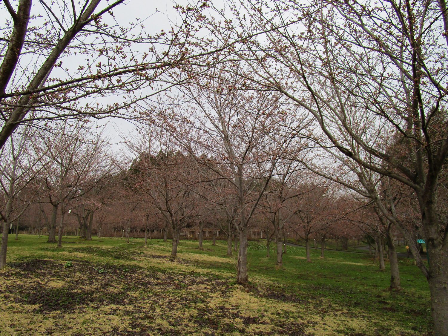 富士見湖パーク　桜