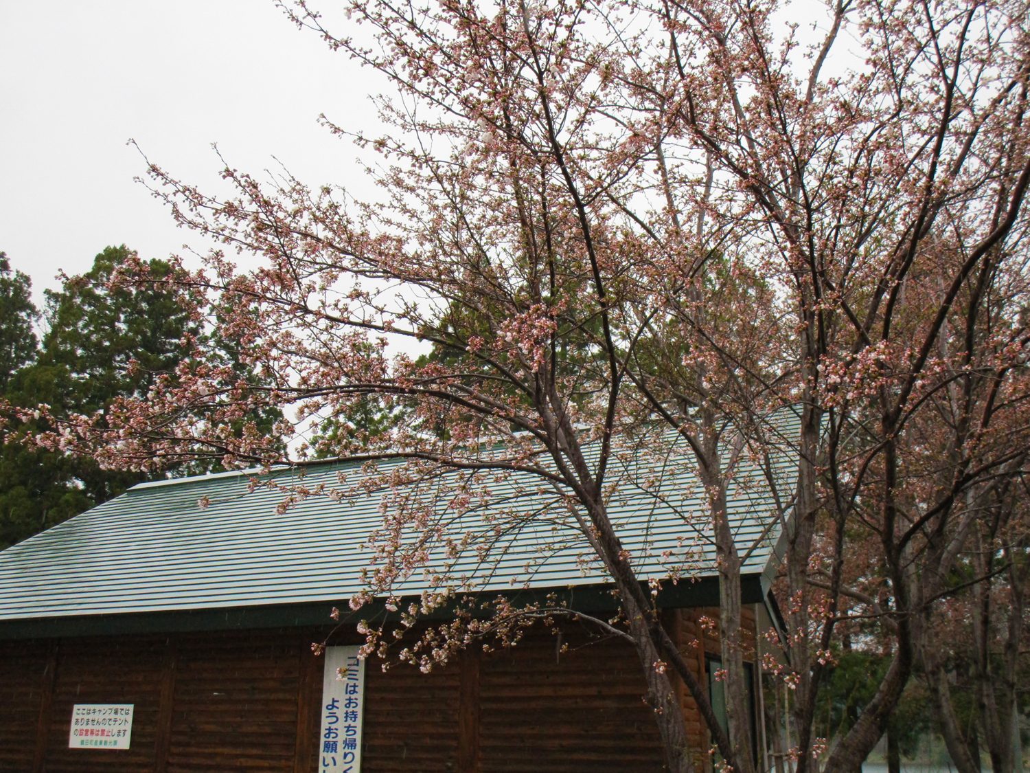 富士見湖パーク　桜