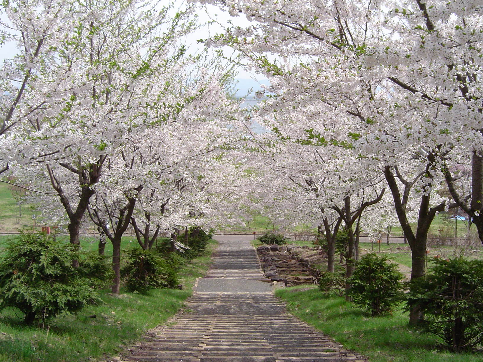 「鶴の舞橋桜まつり」