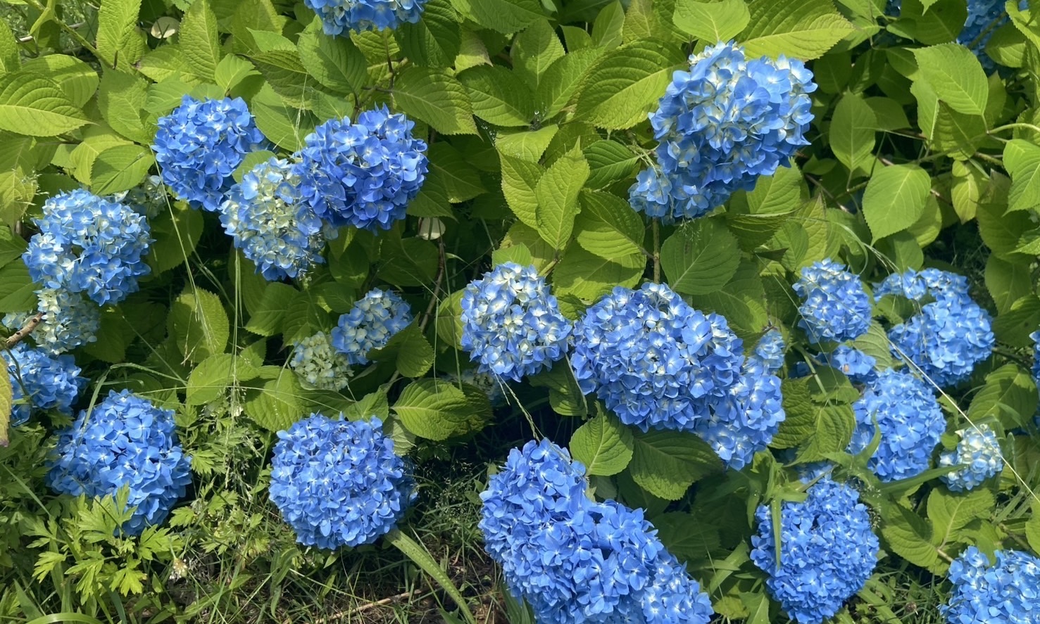 富士見湖パークのあじさいが見頃です✨ | メデタイ・ツルタ