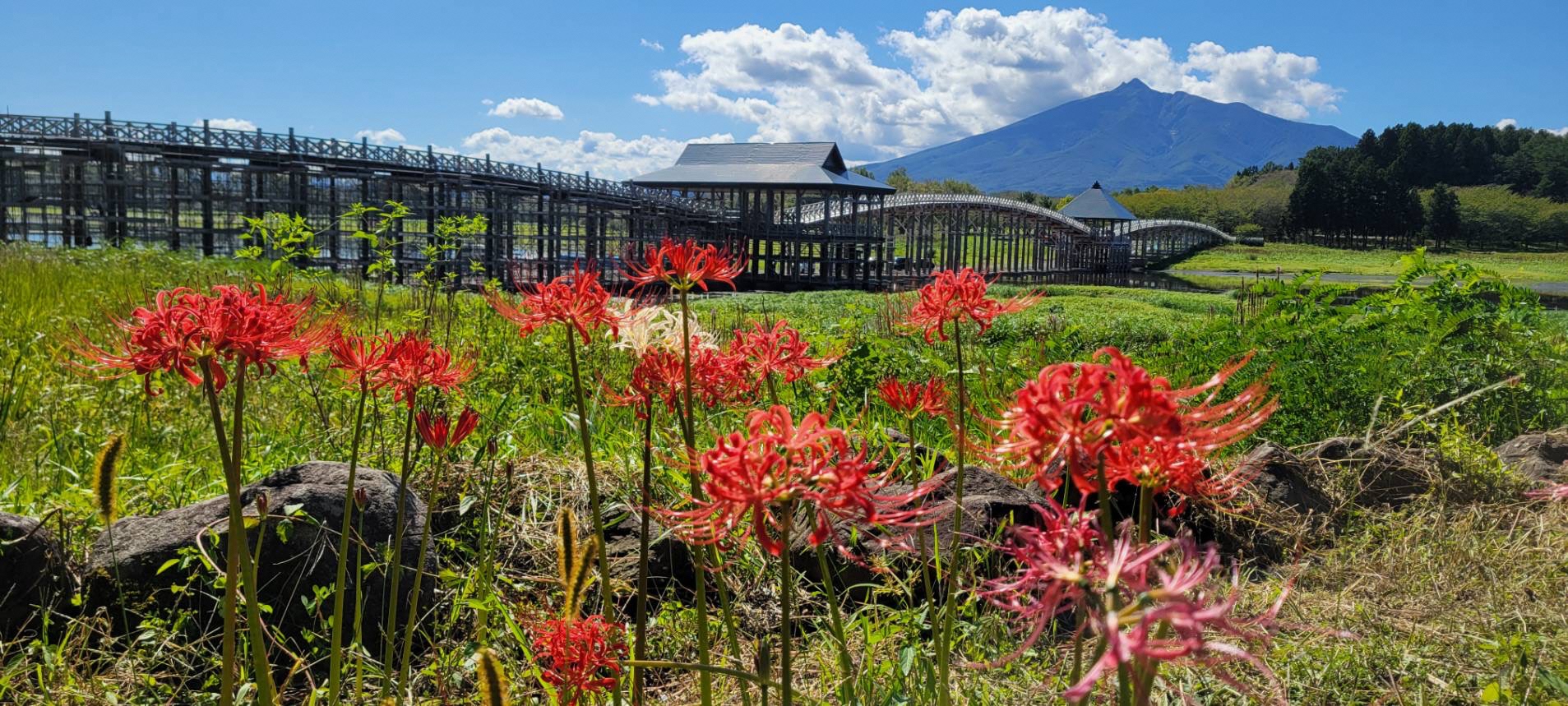 彼岸花が見頃を迎えています！ | メデタイ・ツルタ